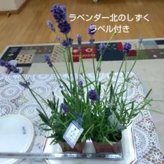 ともぴー様 リクエスト 2点 まとめ商品