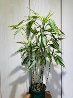 激レア ドラセナ セルラータ 二頭 希少 観葉植物 抜き苗 - メルカリ