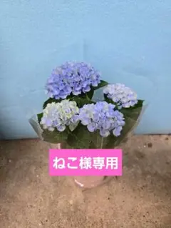 ☆ハイドランジア☆アジサイ☆マジカルレボリューション☆4号鉢☆のサムネイル