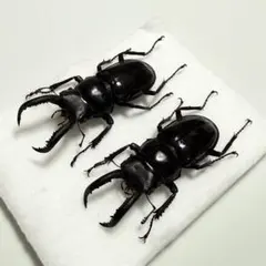 2026年最新】標本 ドイツ箱の人気アイテム - メルカリ