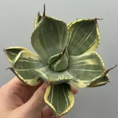 2025年最新】アガベのパリートランカータの人気アイテム - メルカリ