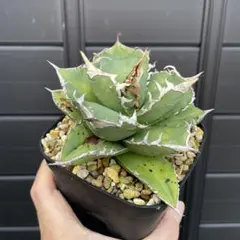 2025年最新】チタノタ ブツブツの人気アイテム - メルカリ