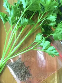 イタリアンパセリの種 たっぷり大容量 野菜のたね 自家栽培　10g以上
