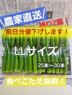 前日収穫分　鹿児島県指宿産　新鮮オクラ LLサイズ ２５本〜３０本のサムネイル