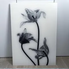 Francfranc アクリルアート エックス レイ Ａ　アートパネル