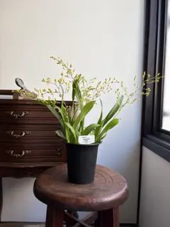 HARU…様 リクエスト 2点 まとめ商品