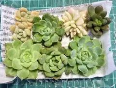 エケベリア 多肉植物 7種セット