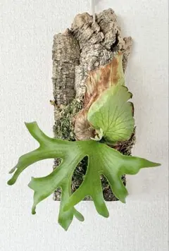 P.coronarium（White ×Thailand dwarf）胞子培養 - メルカリ