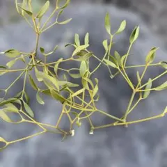 2026年最新】やどりぎ 植物の人気アイテム - メルカリ