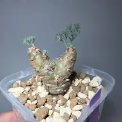 Dサルコカウロン ペニクリナム 塊根植物のサムネイル