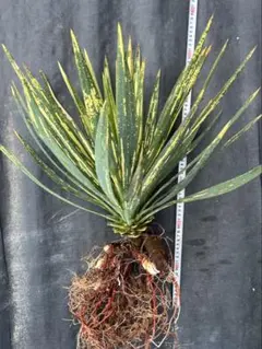 ユッカ グロリオサ 散り斑 極上斑入 大株 ユッカグロリオサ 散り斑 鉢植え | ドライガーデン&金魚