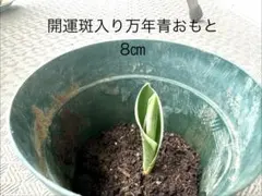万年青　6苗セット　抜き苗　メルカリ便 2026年最新】万年青 苗の人気アイテム - メルカリ