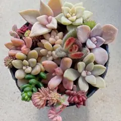 多肉植物　セダム　カット苗　寄せ植えに