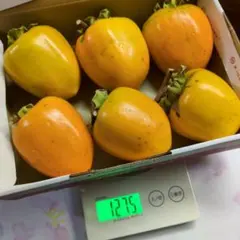 ②秋田県産 　蜂屋柿 渋柿　不揃い 6個入　干し柿(吊し柿)用