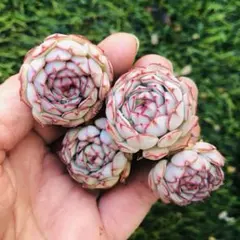 リトルレッドボート　エケベリア　多肉植物