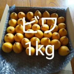 家庭用ビワ 梱包資材込み約1kg 新鮮 農薬不使用のサムネイル