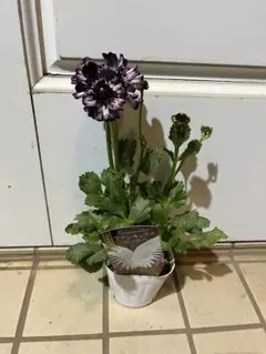 2026年最新】ラナンキュラスイカロスの人気アイテム - メルカリ