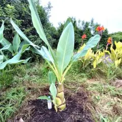 千葉県産】☆アップルバナナ☆特大苗 強耐寒株 - メルカリ