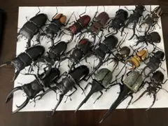 いきもの大図鑑 くわがた クワガタ（アドバンス）／1/1 ヘラクレスオオカブト