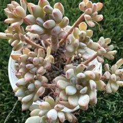 2026年最新】ロウルサンコ 多肉の人気アイテム - メルカリ