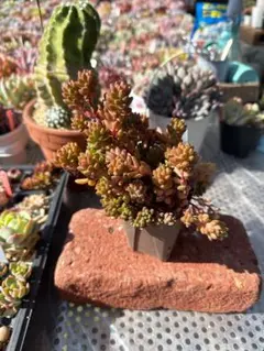 coconutpino様 リクエスト 2点 まとめ商品