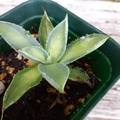 user_4dddfb0e様 リクエスト 3点 まとめ商品