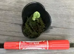 ビッタリフォリウム　実生小苗　原種系アンスリウム　レア植物のサムネイル