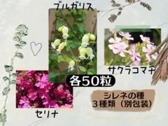 シレネの種3種類セット（別包装）のサムネイル