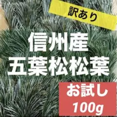 2026年最新】五葉松の人気アイテム - メルカリ