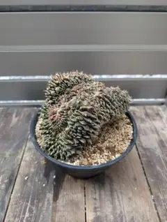 モンスト】象牙丸 多毛 コリファンタ 鉢ごと発送 サボテン