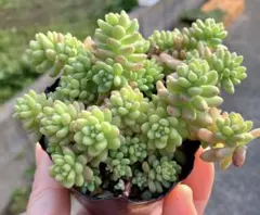 2026年最新】多肉植物錦の人気アイテム - メルカリ