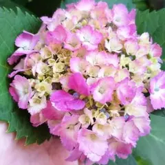 イングリッシュラベンダー 挿し穂 5本 宿根草 花 苗 - メルカリ