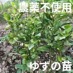 【農薬不使用】ゆずの苗 抜き苗 皮も種も使える 果物の苗 シンボルツリーに☆ ⑨