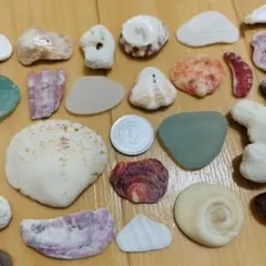 【365】天然 貝殻 シーグラス 巻貝 二枚貝 一枚貝 サンゴ かけら セット
