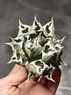 2026年最新】姫厳竜の人気アイテム - メルカリ