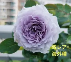 バラ苗 切花品種 ブルーラグーン B 希少種 花 苗 試験的輸入品種