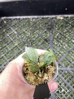 ARx Scofieldtatsuta Variegated sporeling - メルカリ