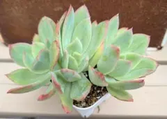 87#観葉植物アエオニウム錦新品種❤️レースブロッサム❤️3大頭1小頭