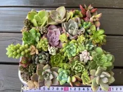 30種類以上エケベリアなど多肉植物カット苗寄せ植えに