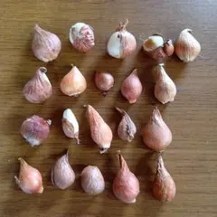 チューリップ球根 約20個セット