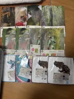 爬虫類クリアファイル タオルセット