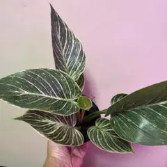 観葉植物 フィロデンドロン バーキン