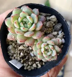 *monsuke*様 リクエスト 2点 まとめ商品