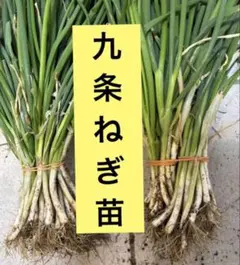 100)北もみじ2000 玉ねぎの苗 - メルカリ