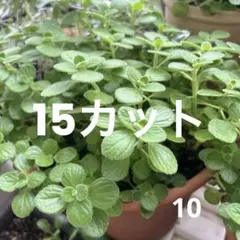 10.アロマティカス 観葉植物 多肉植物 カット苗15カット