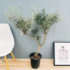 ⑧　オリーブの木souju　『セントキャサリン』８号特大苗木最高等級極上品‼️ ⑧ オリーブの木souju 『セントキャサリン』8号特大苗木最高等級極上品‼️