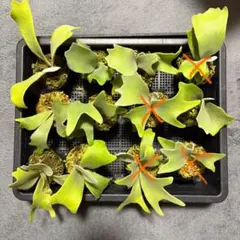 2026年最新】月光爪哇の人気アイテム - メルカリ