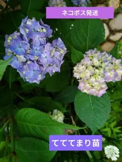 てててまり苗　ネコポス発送 紫陽花 てててまり苗 ✨ネコポス発送✨ - メルカリ