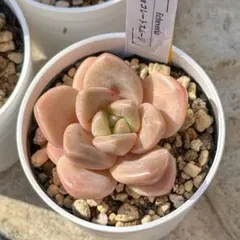 新入荷 大人気 多肉植物 エケベリア チョコレートスムージ 超美苗 レア種