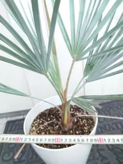 ブラヘア アルマータ G 特白個体 ブラヘア アルマータ G 特白個体